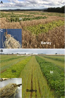 Biological nitrogen fixation by soybean (Glycine max [L.] Merr.), a novel, high protein crop in Scotland, requires inoculation with non-native bradyrhizobia